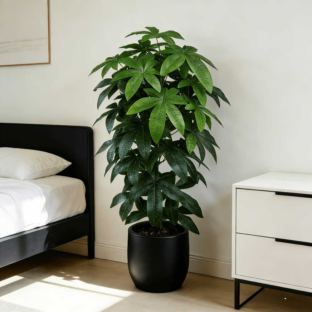 An Artificial Money Tree Pachi - Dracaena Marginata recension och pris